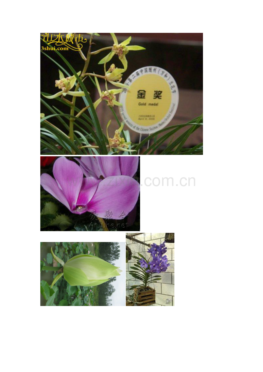 兰花图片大全2.docx_第1页