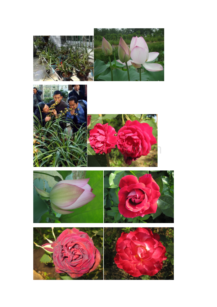 兰花图片大全2.docx_第2页