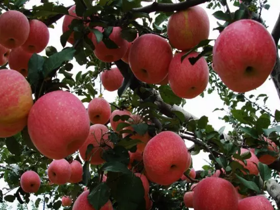 第一学段(1—3年级)-(2).pptx_第2页