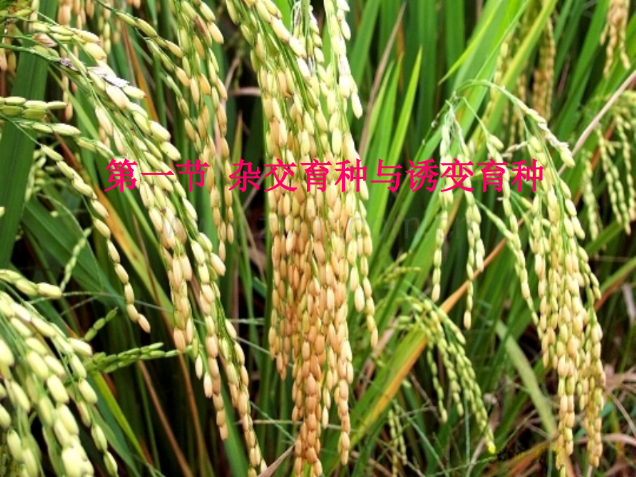 高一生物杂交和诱变育种.ppt_第2页