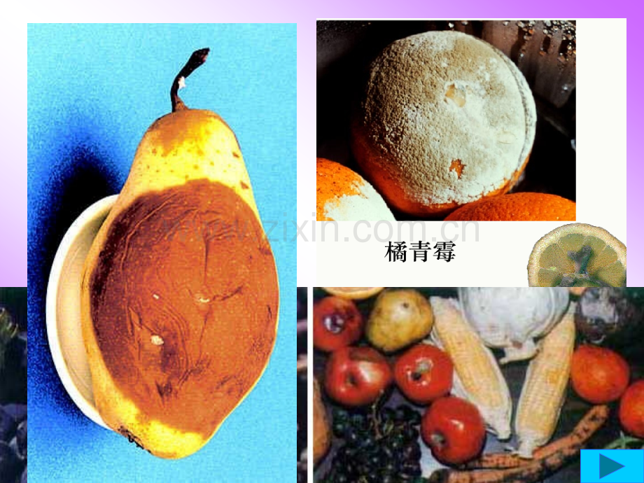 细菌分布-复件.ppt_第1页