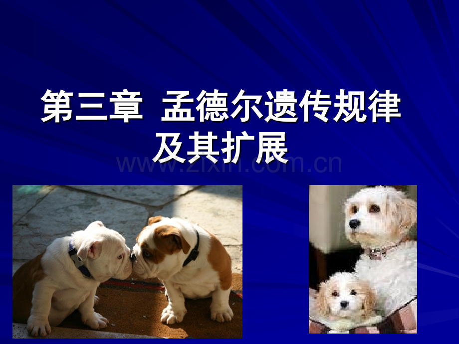 遗传学__孟德尔遗传规律及其拓展.ppt_第1页