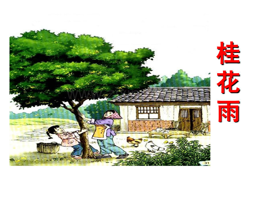 绝对苏教版《桂花雨》PPT课件.ppt_第2页