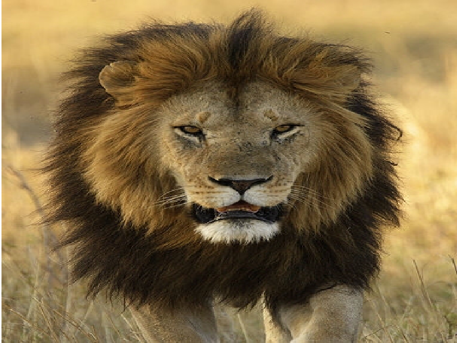 《狮子和鹿》教学课件.ppt_第2页