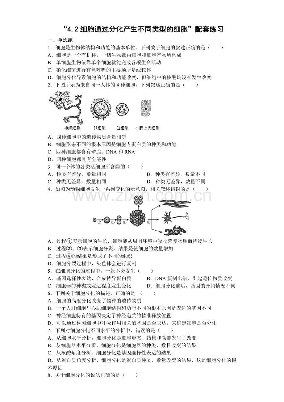 4-2细胞通过分化产生不同类型的细胞--配套练习.docx_第1页