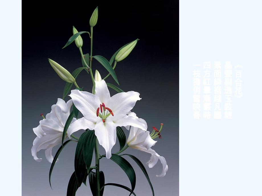 赏音+阅诗+听话语【wq发】.ppt_第2页