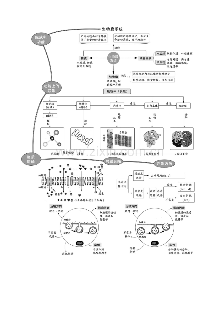 押山东卷第2、3题-细胞的结构和功能(山东专用)(原卷版).docx_第2页