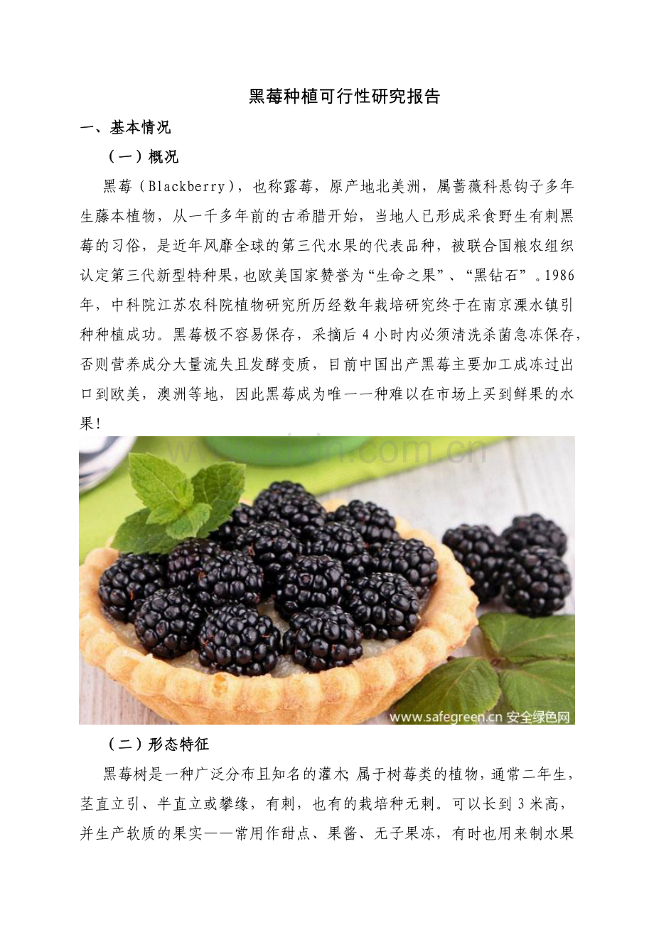 黑莓种植可行性分析.doc_第1页