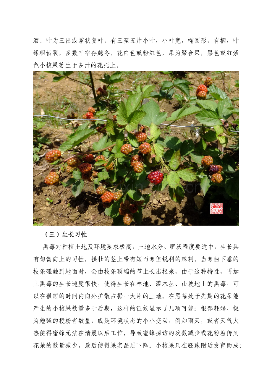 黑莓种植可行性分析.doc_第2页