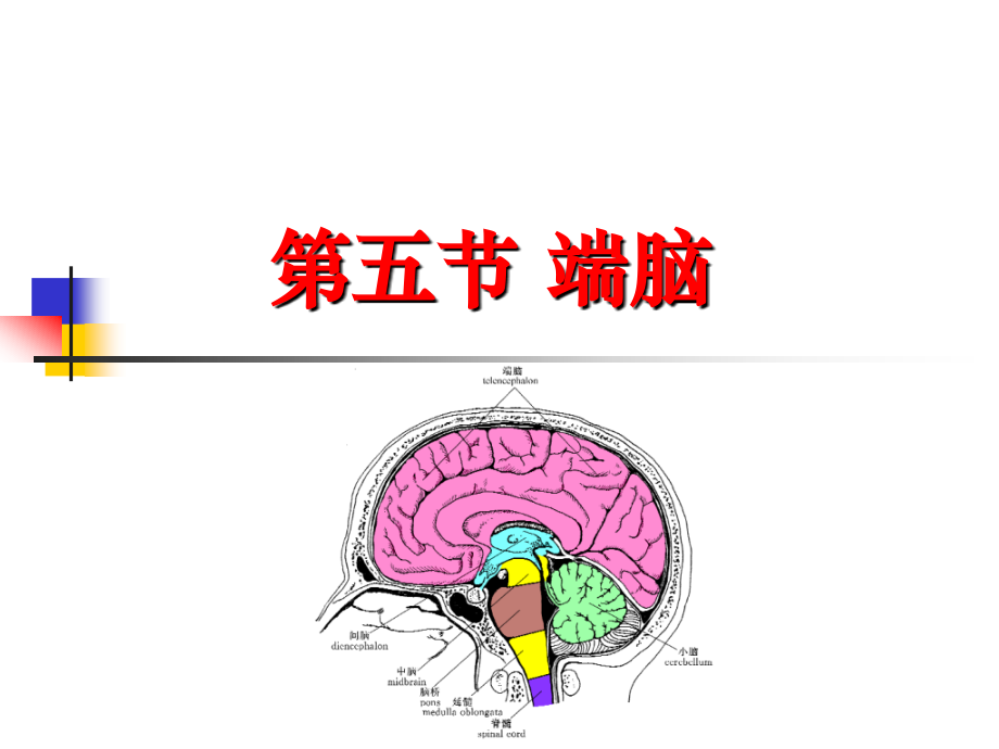 cns5大脑.ppt_第1页
