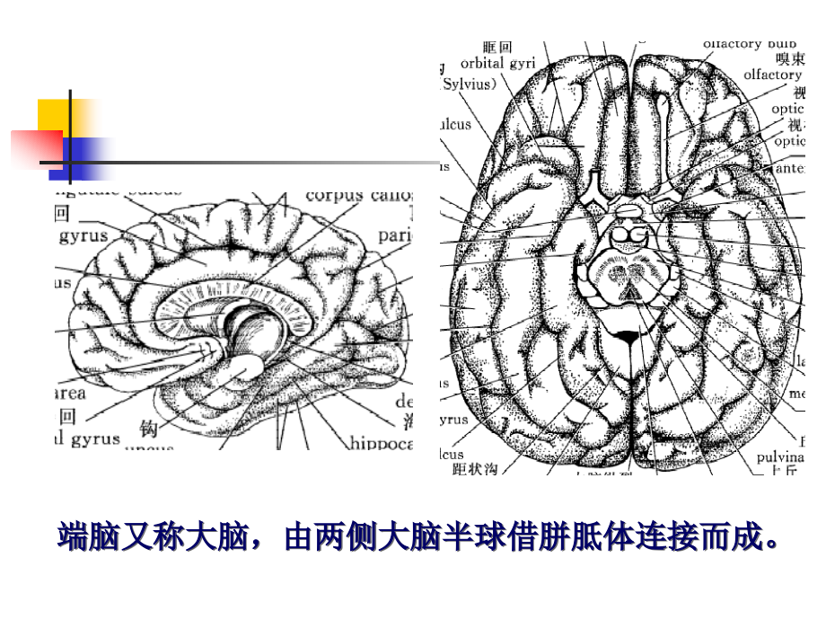 cns5大脑.ppt_第2页