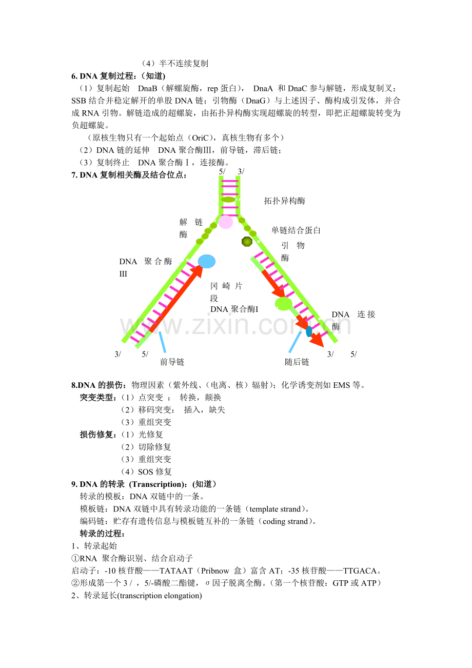分子遗传 复习(完整).doc_第2页