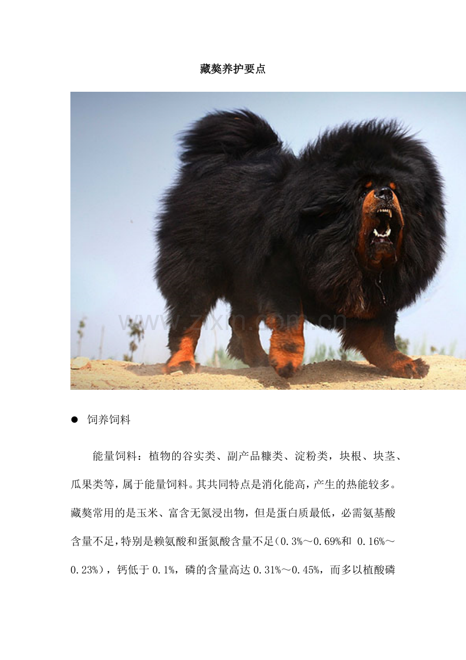 藏獒养护要点.docx_第1页