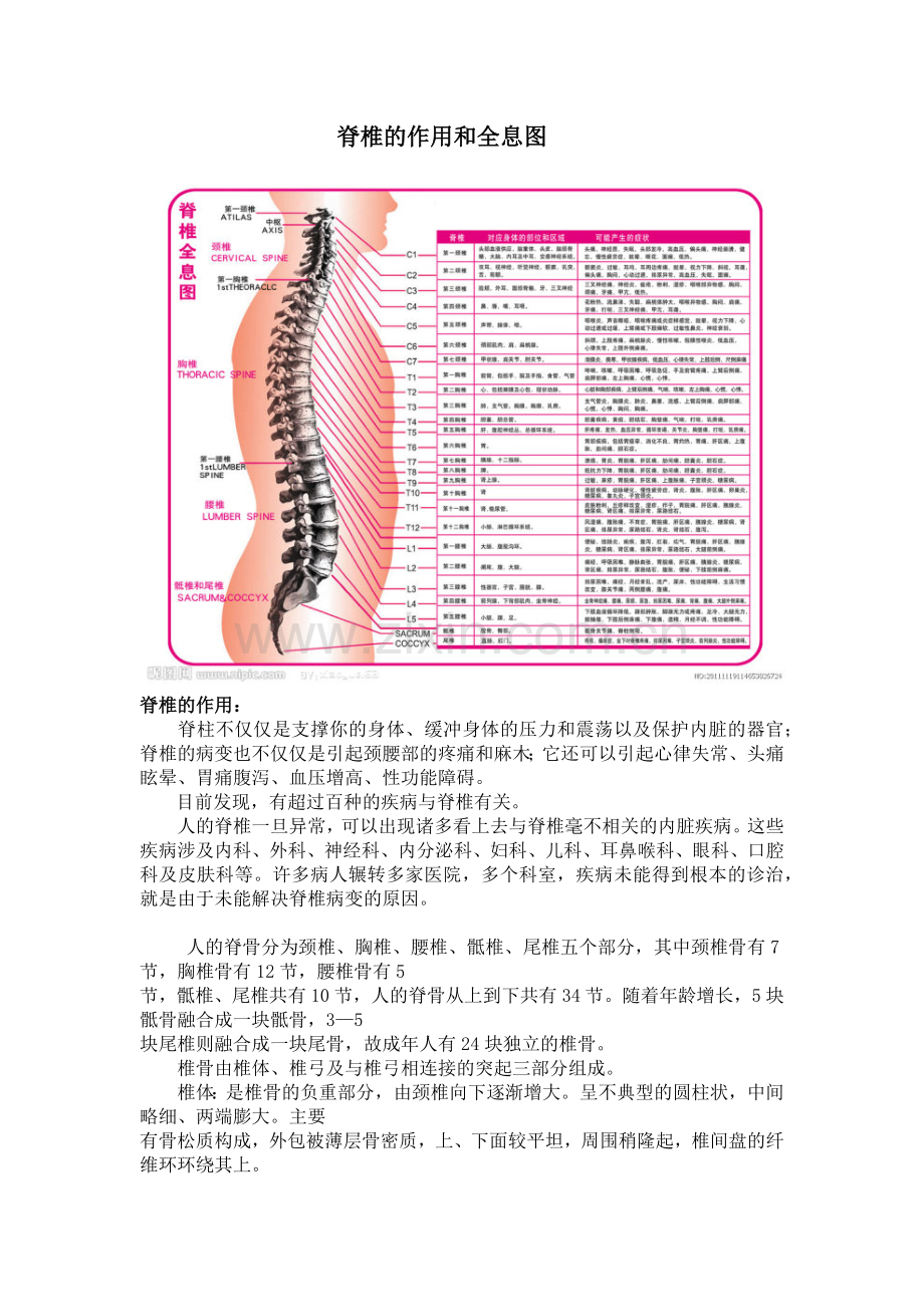 脊椎的作用和全息图.docx_第1页