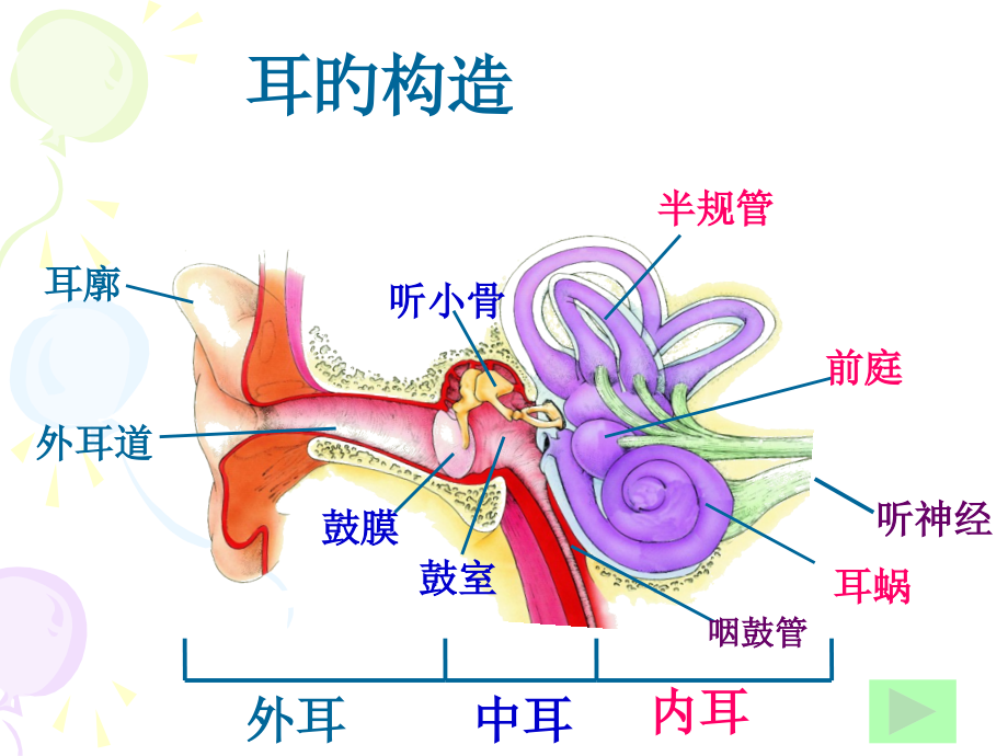 听觉的形成(七年级下册).pptx_第2页