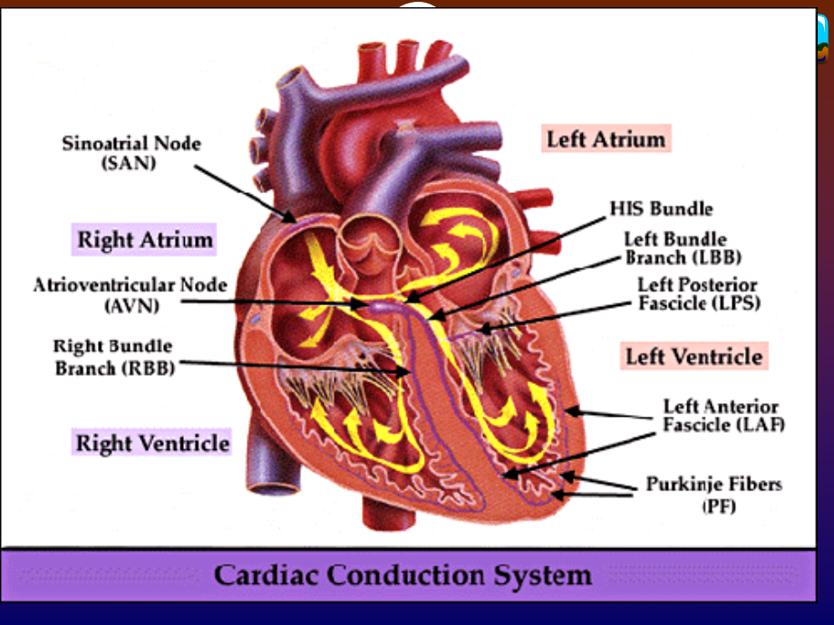严重心律失常处理.ppt_第1页