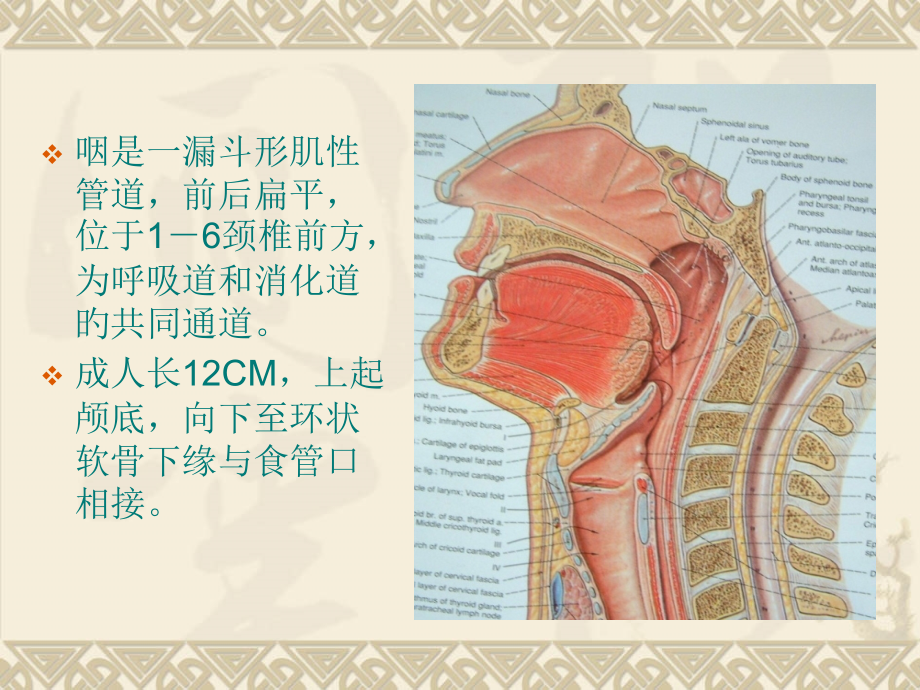 咽喉部正常解剖影像ftp.ppt_第2页