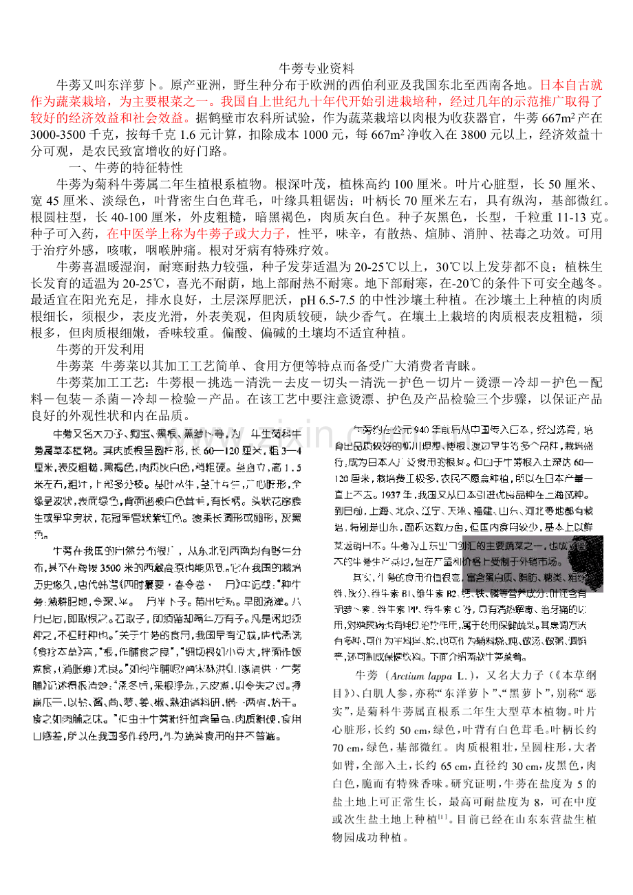 牛蒡知识及加工技术.docx_第1页