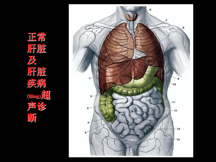 肝脏超声诊断及治疗学习.pptx_第1页