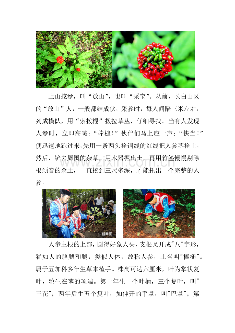 天地之灵-人参.docx_第2页