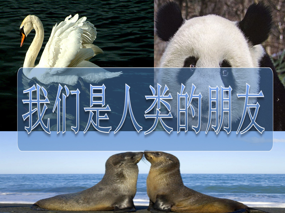 保护动物主题班会(定稿).ppt_第2页