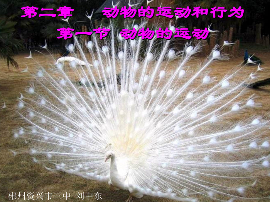 《动物的运动》.ppt_第1页