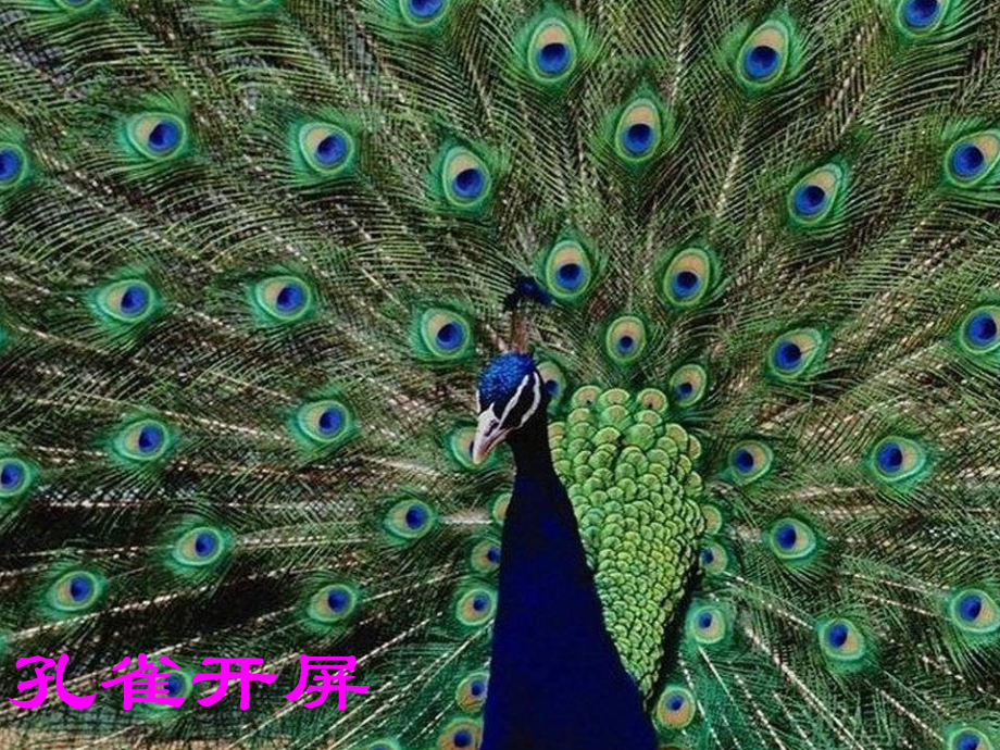 《动物的运动》.ppt_第2页