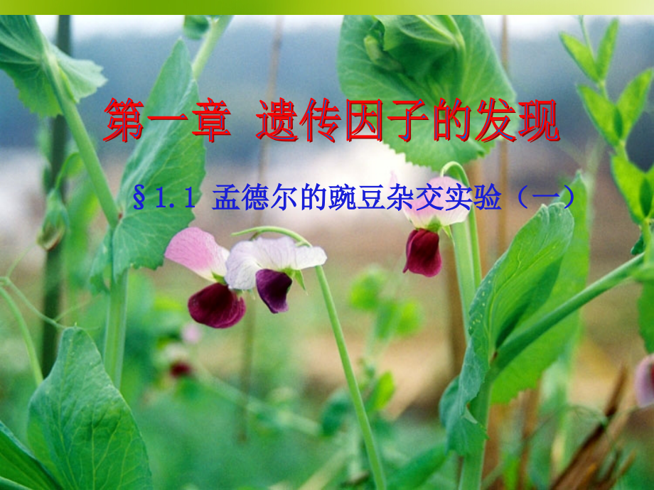 专题14 孟德尔的豌豆杂交实验(一).ppt_第2页