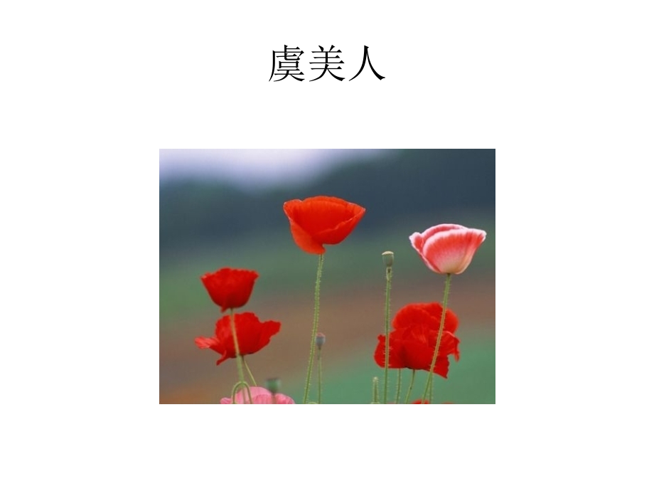 各种观赏花卉和野花的名字3.ppt_第1页