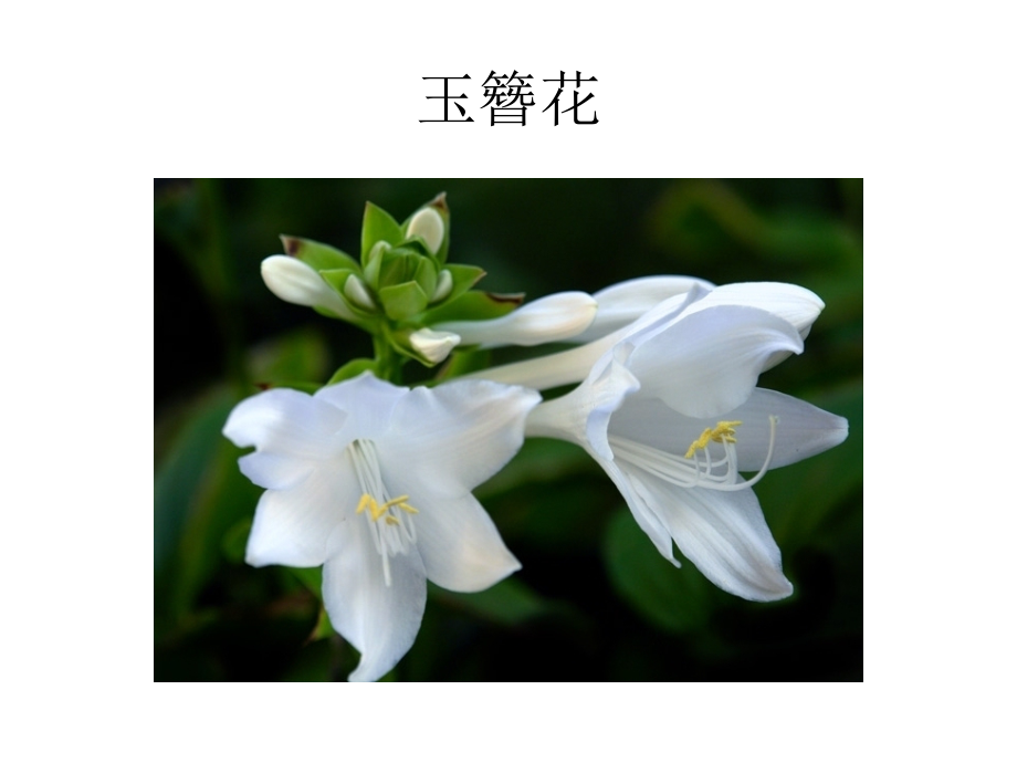 各种观赏花卉和野花的名字3.ppt_第2页