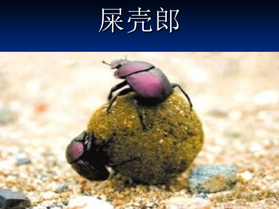 屎壳郎(Dung Beetle )ppt.ppt_第1页