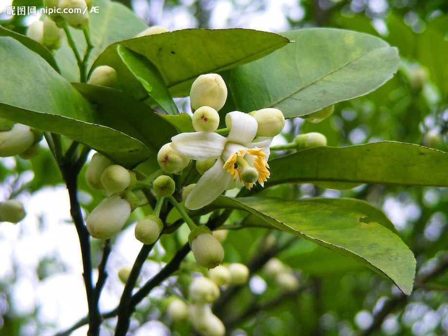 微格教学讲课——介绍柚子.pptx_第2页