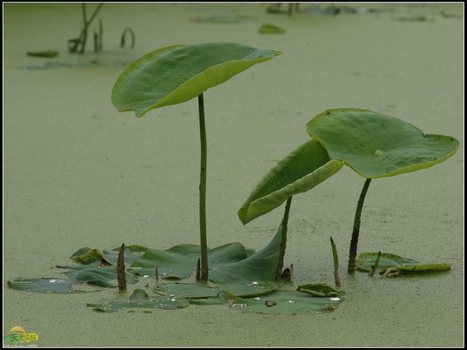 思品七年级上册第四单元合理竞争公开课课件最后定稿.ppt_第1页