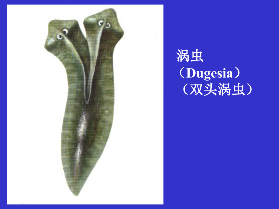 生物竞赛讲座之扁形动物门.ppt_第2页