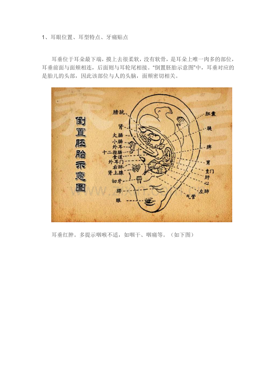 耳朵与身体各部位生病的关系.doc_第1页