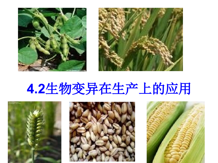 高中生物：育种专题-课件浙科版必修2.ppt_第2页