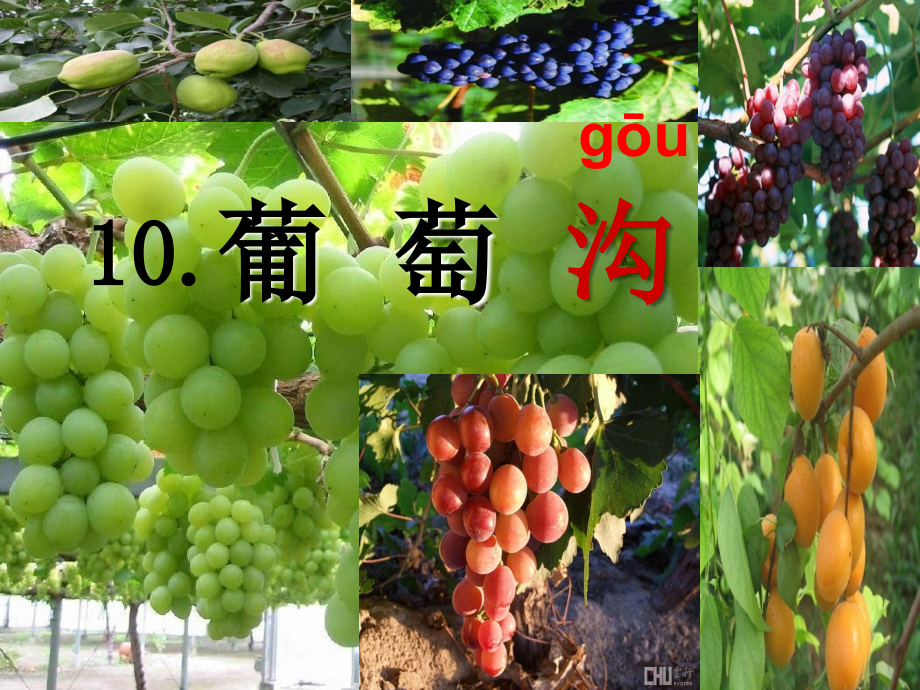 葡萄沟课件1定稿.ppt_第1页