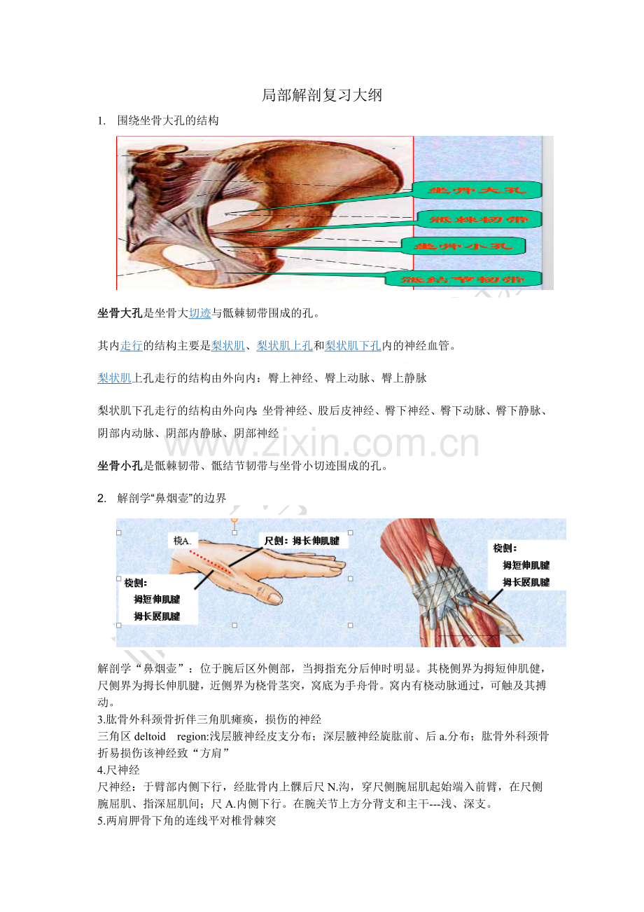 局部解剖重点及参考答案.doc_第1页