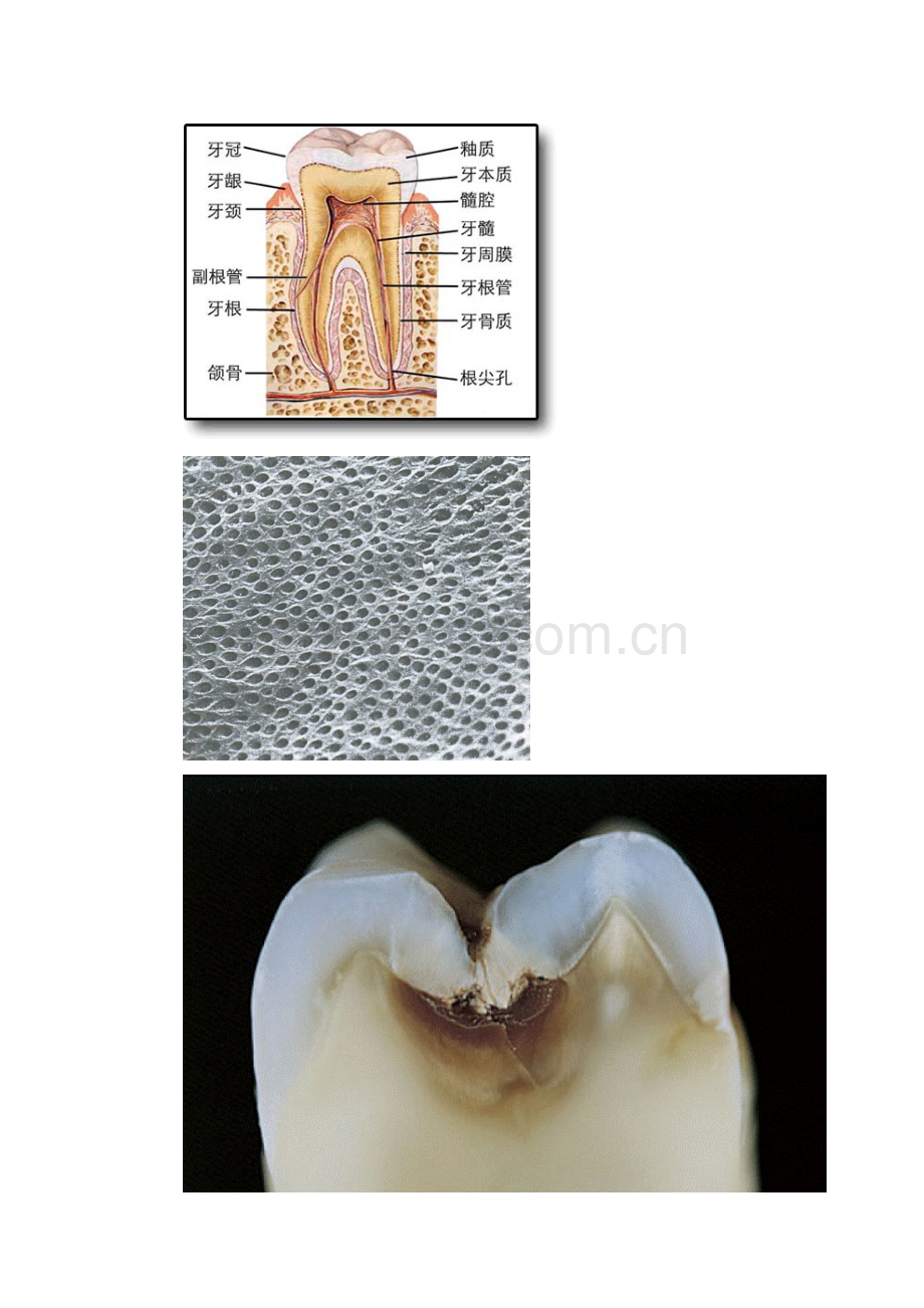 口腔常见问题分析.doc_第2页