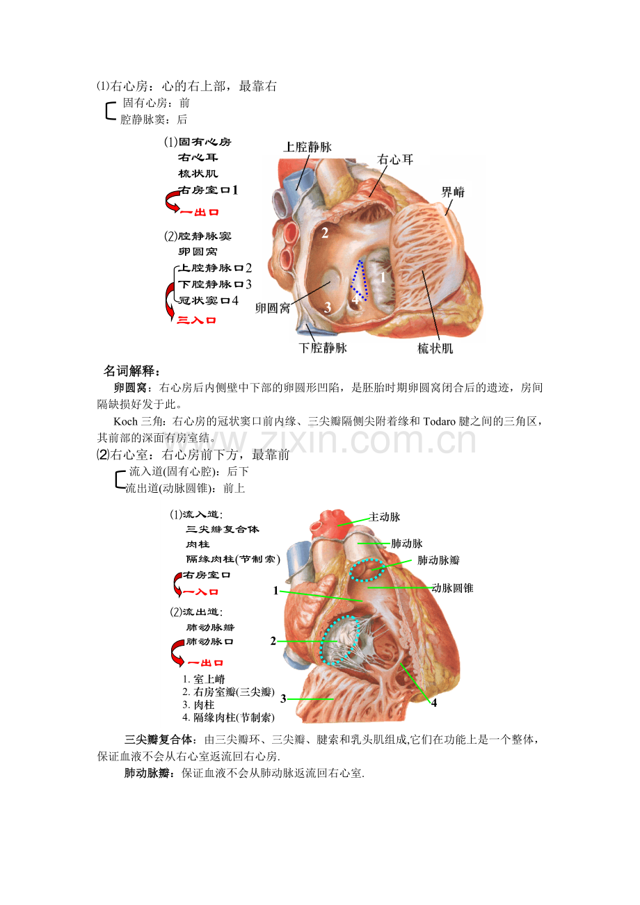 笔记8(脉管系统).doc_第2页