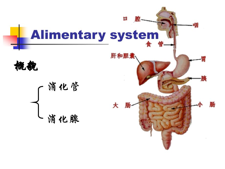 生理学-消化(网络版Z).ppt_第2页