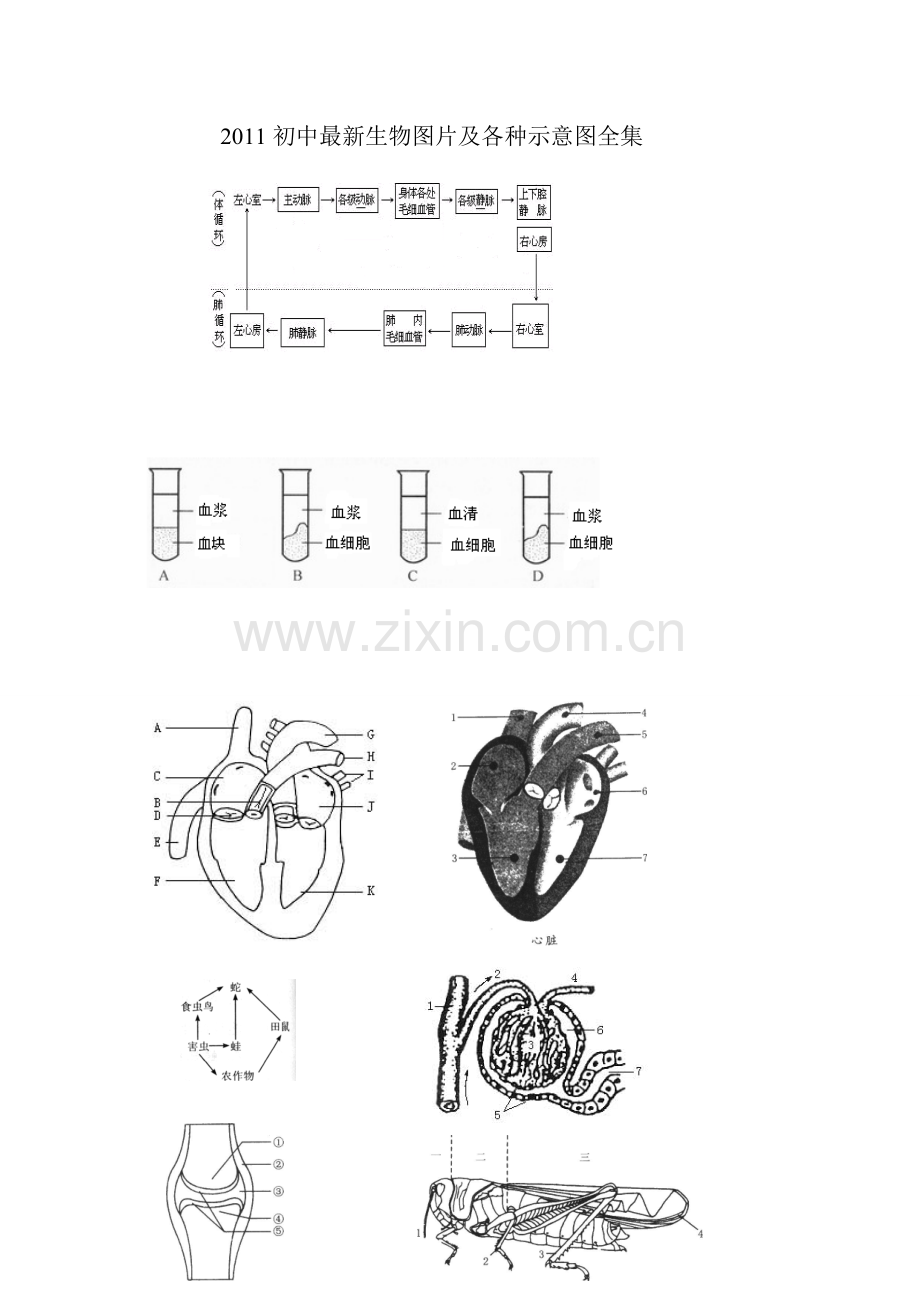 2011初中生物图片及各种示意图全集.doc_第1页