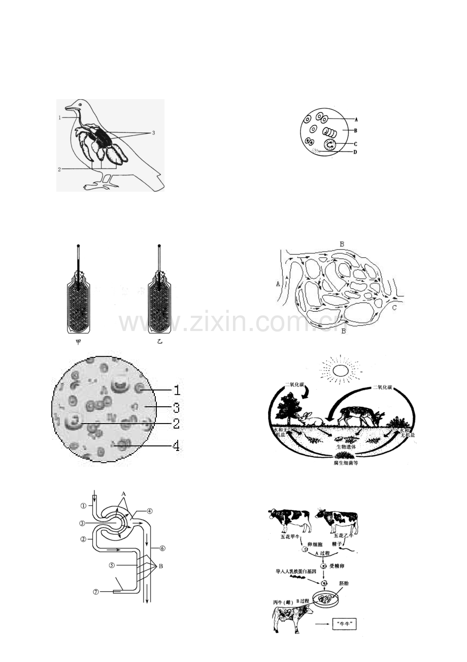 2011初中生物图片及各种示意图全集.doc_第2页