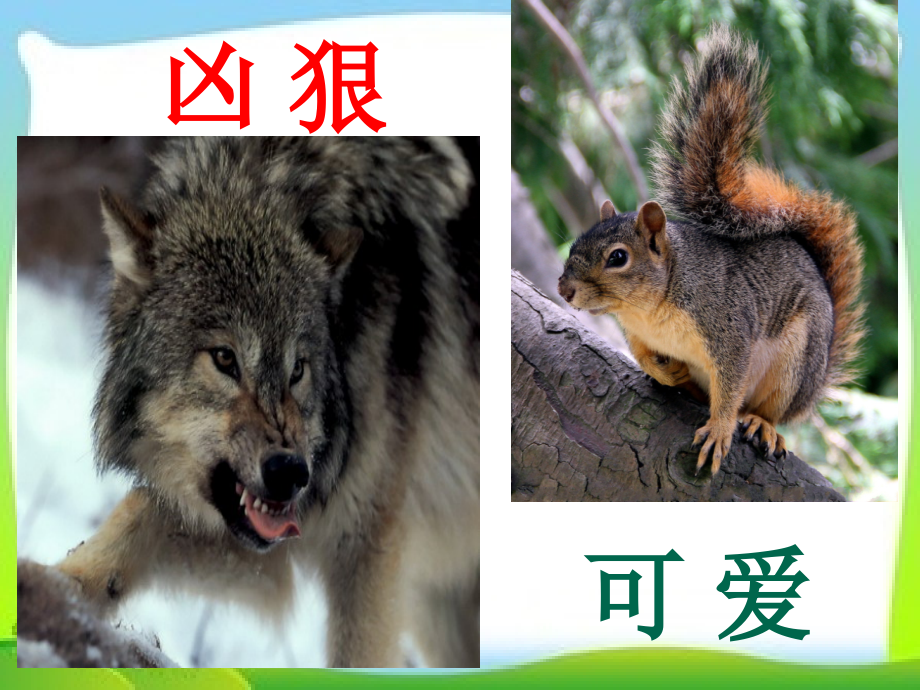 《松鼠和狼》课件1.pptx_第1页