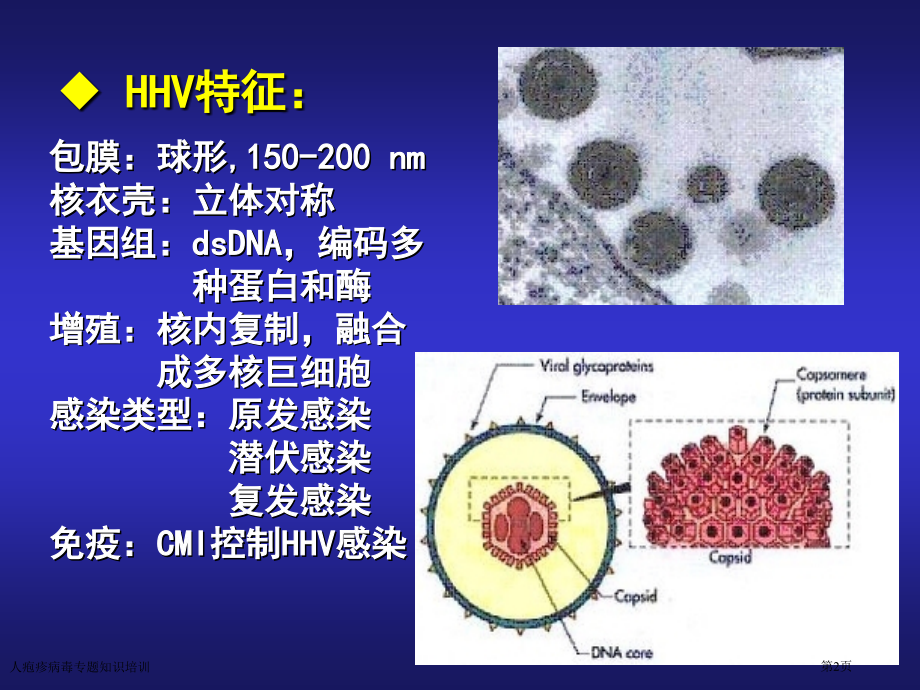 人疱疹病毒专题知识培训.pptx_第2页