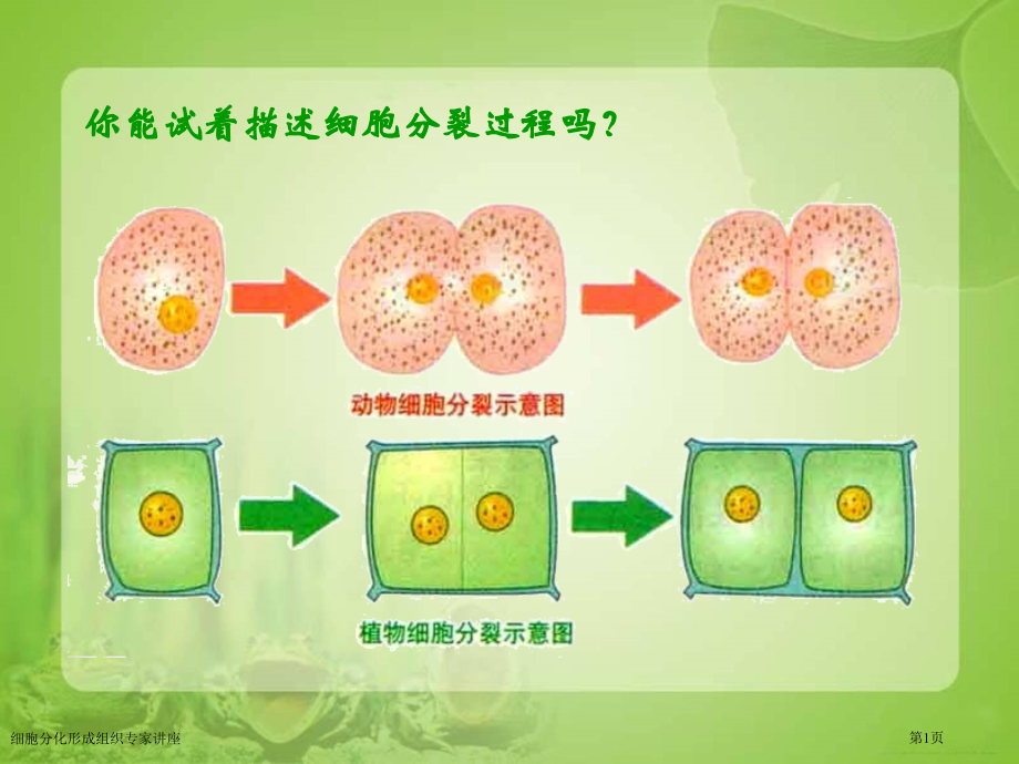 细胞分化形成组织专家讲座.pptx_第1页