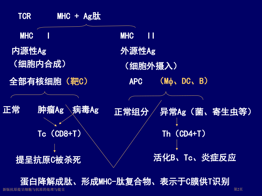 新版抗原提呈细胞与抗原的处理与提呈.pptx_第2页