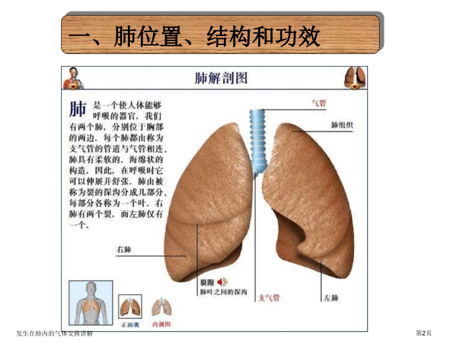 发生在肺内的气体交换讲解.pptx_第2页