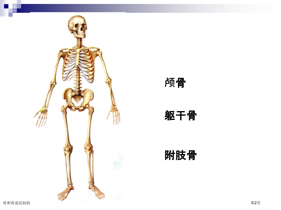 骨和骨连结制药.pptx_第2页