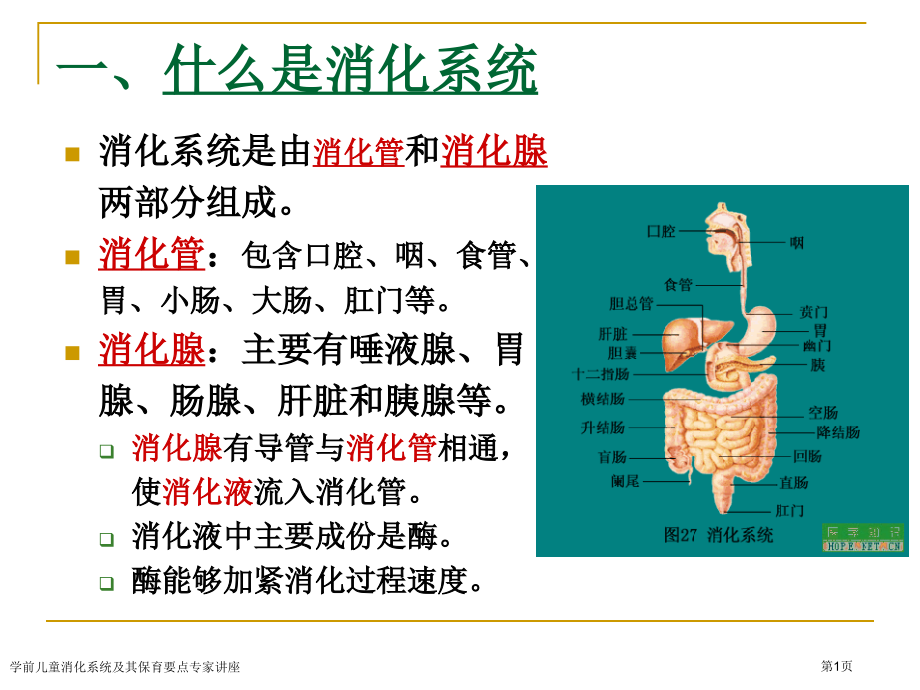 学前儿童消化系统及其保育要点专家讲座.pptx_第1页